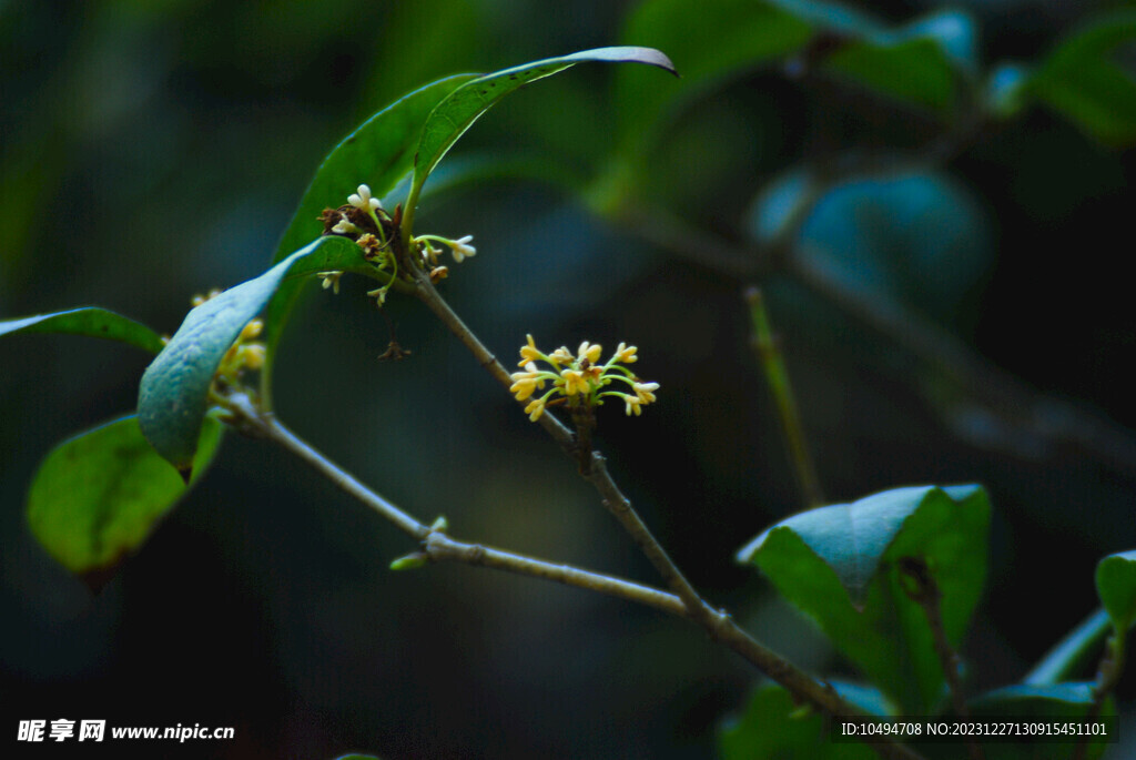 桂花