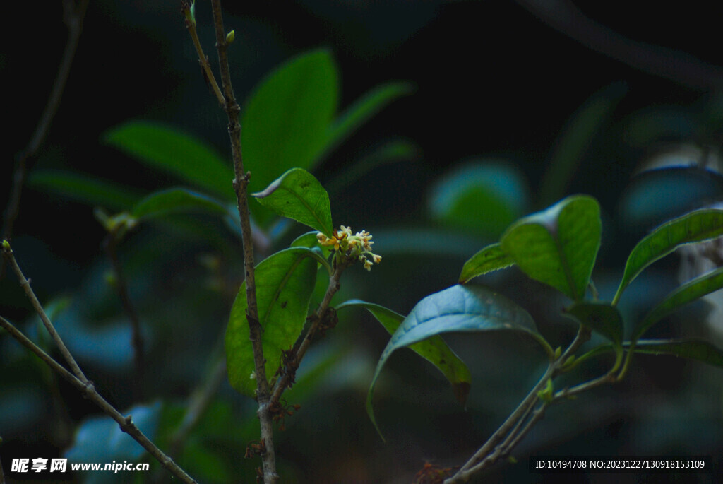 桂花