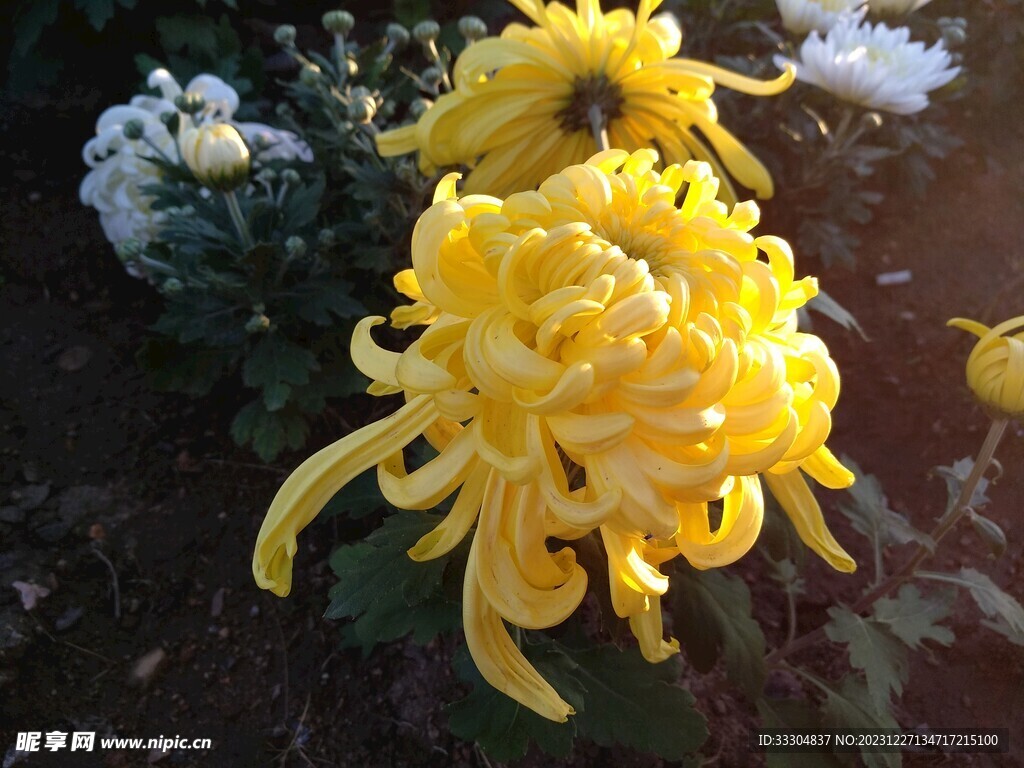 菊花