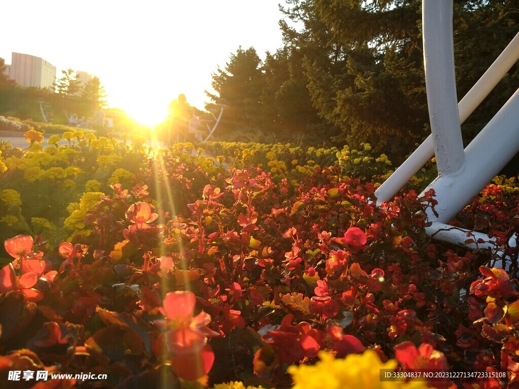 夕阳下的花坛