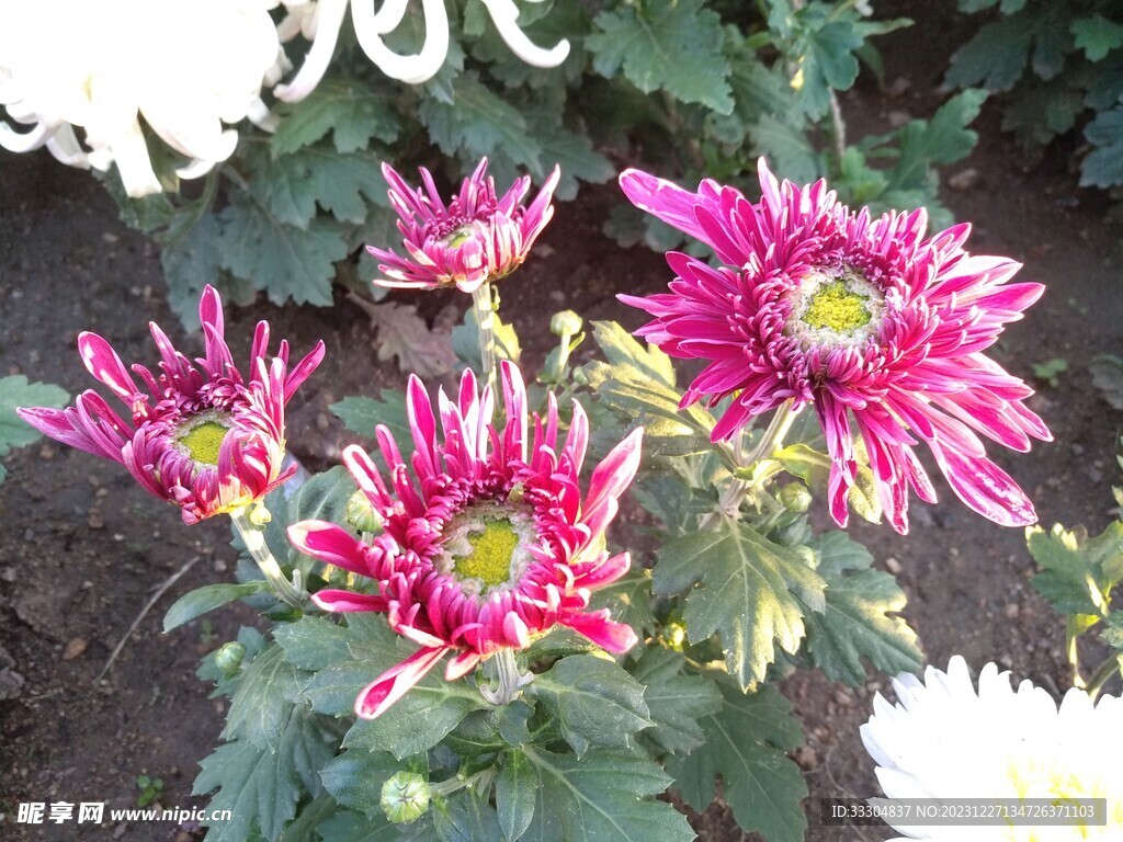 菊花
