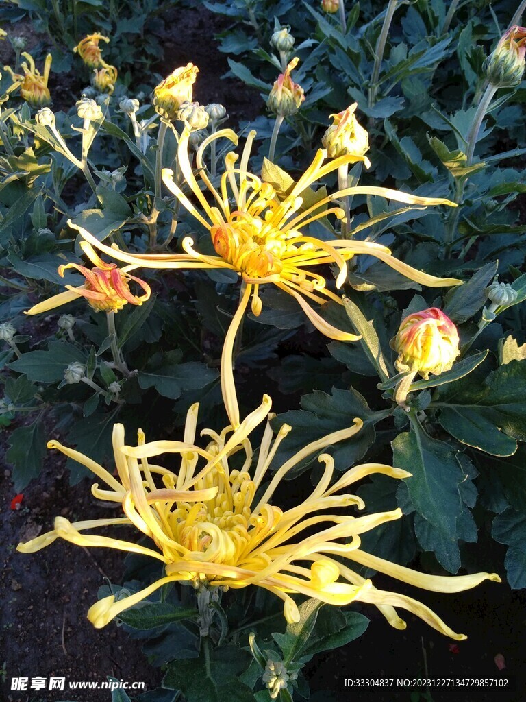 菊花