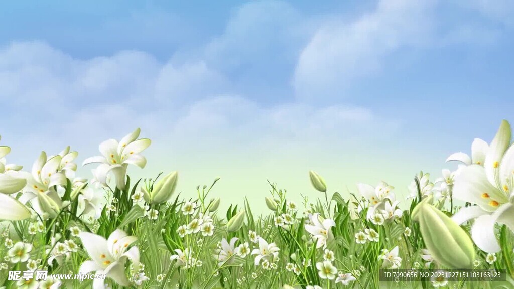 百合花海