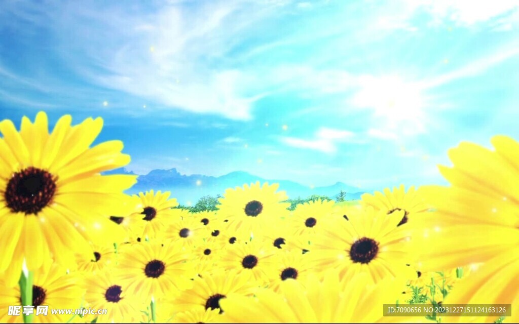 向日葵花海