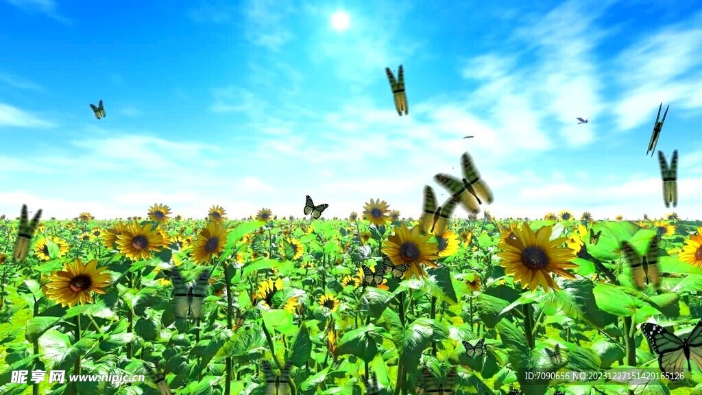 向日葵花园