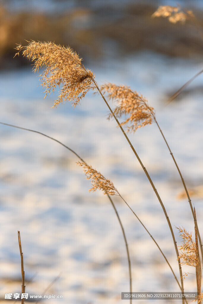 芦苇花