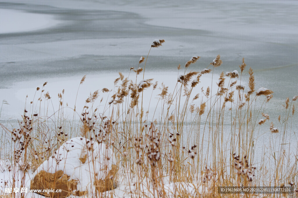 雪景芦苇花