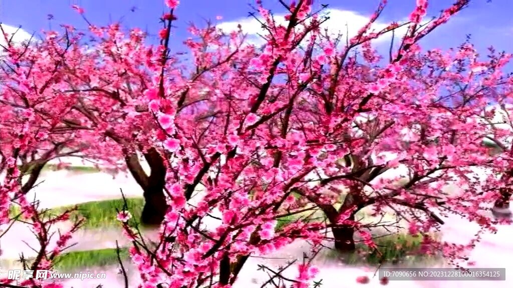 桃花园 荷花塘
