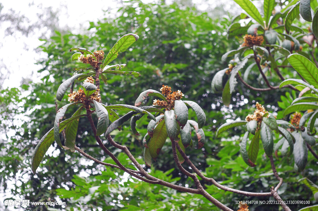 枇杷花