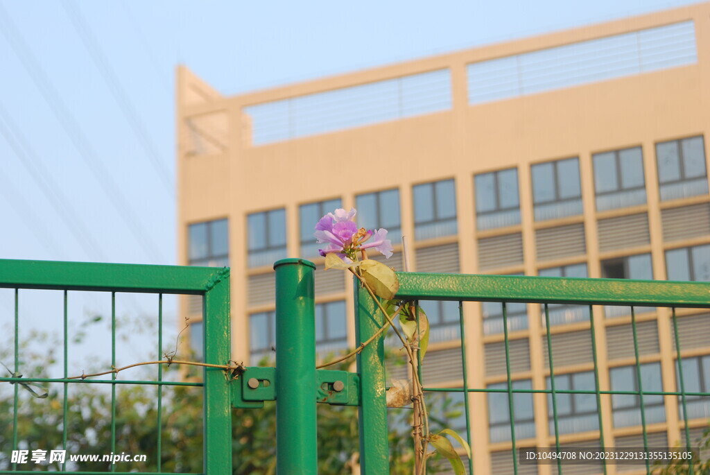 花