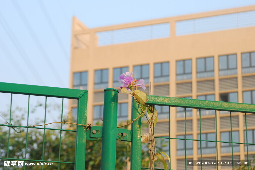 围栏与植物