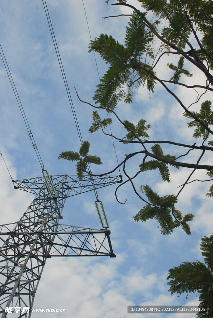 电线与树枝