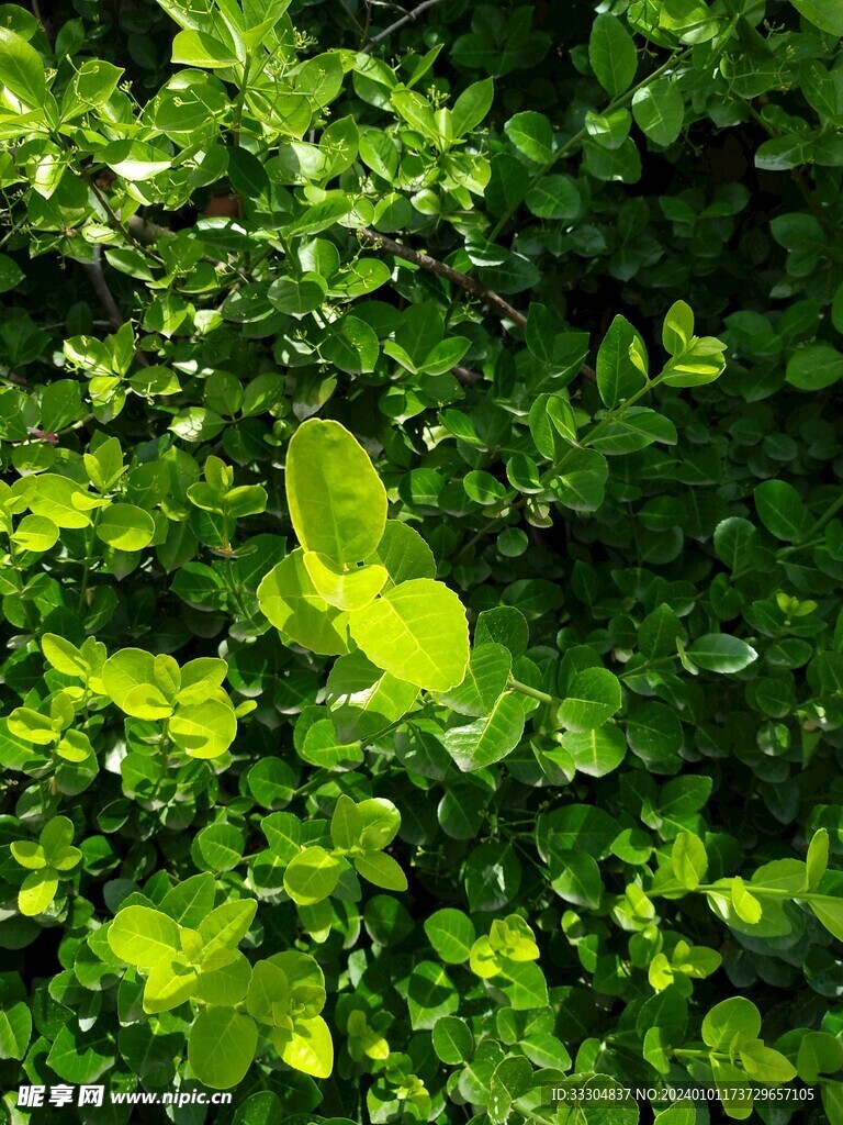 绿植冬青