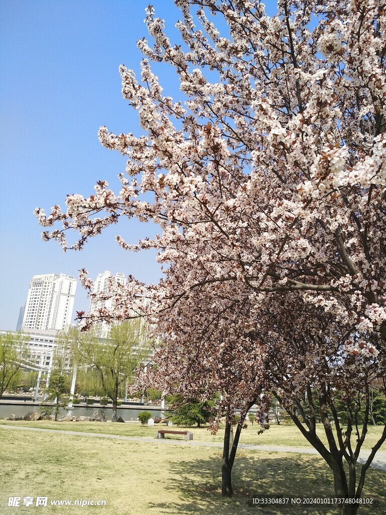 樱花风景