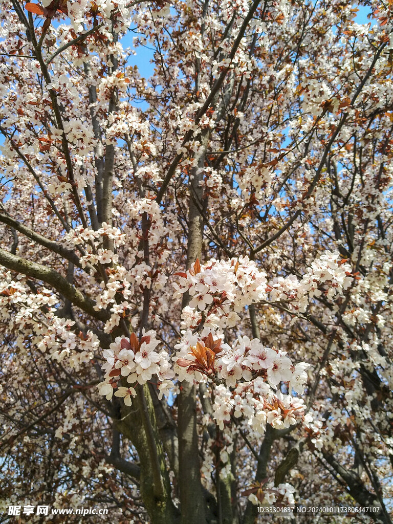 樱花