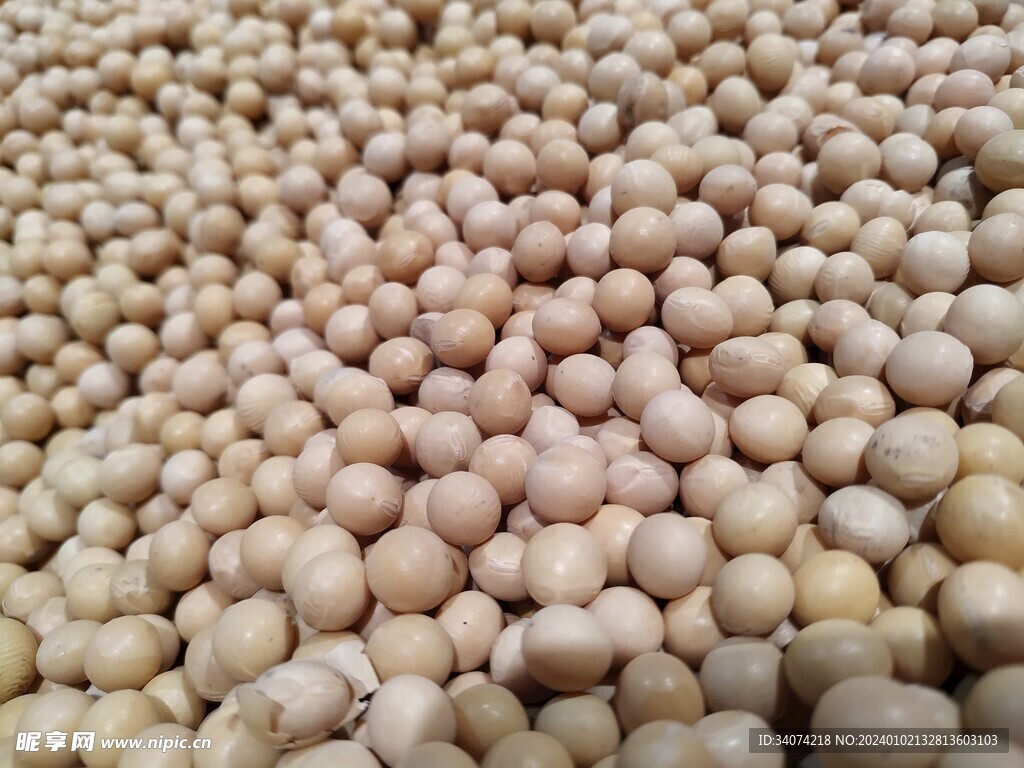 黄豆