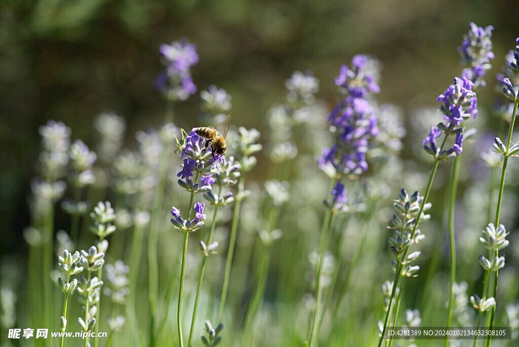 薰衣草花上的蜜蜂