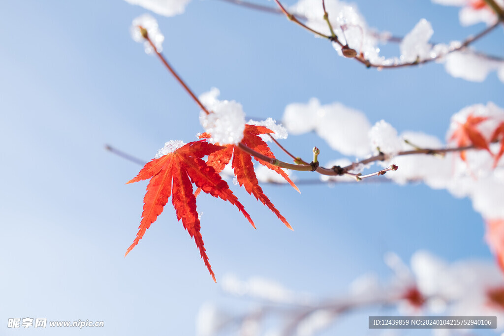 冬季雪枫叶