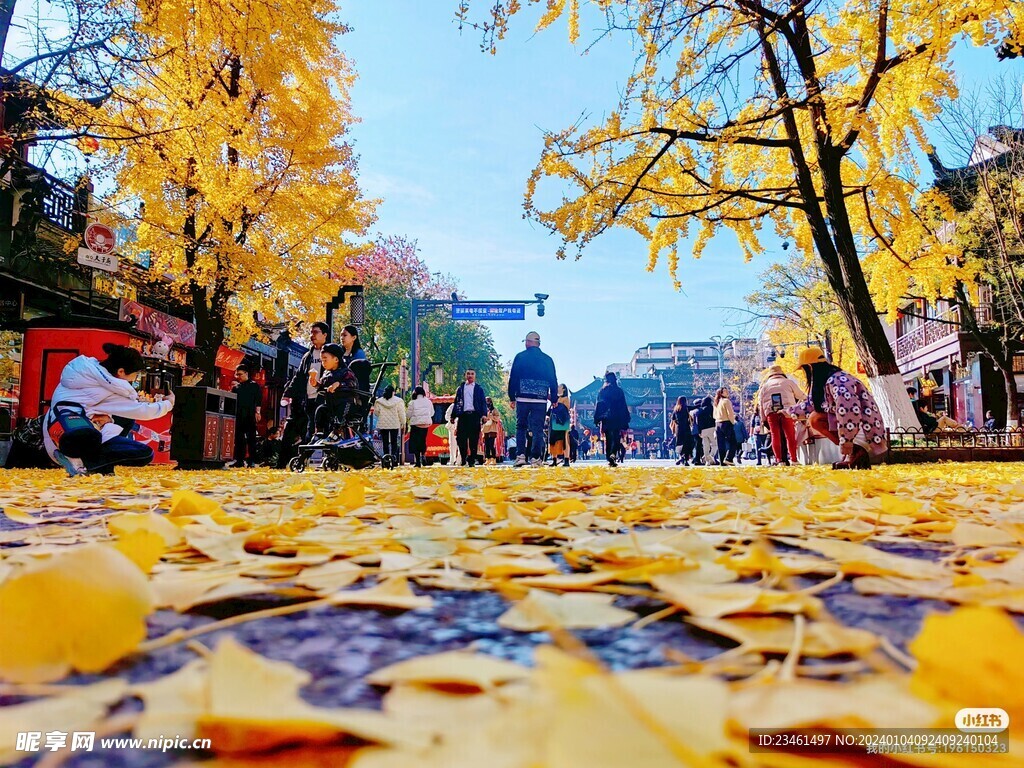 南京夫子庙金黄银杏叶