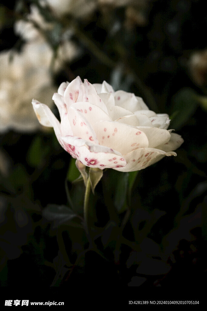 白玫瑰