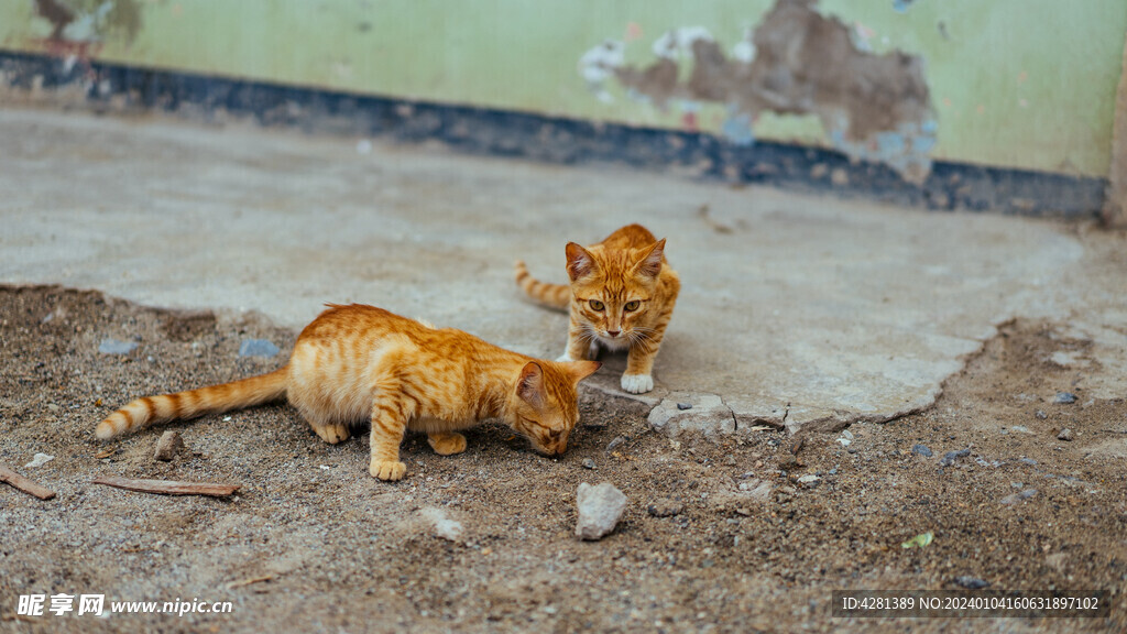 两只橘猫