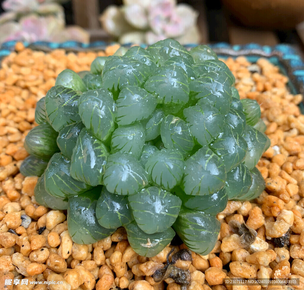 玉露