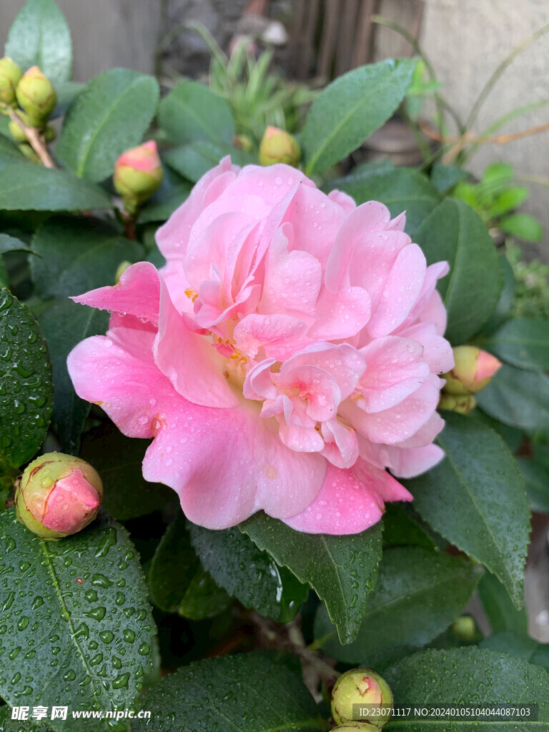 山茶花