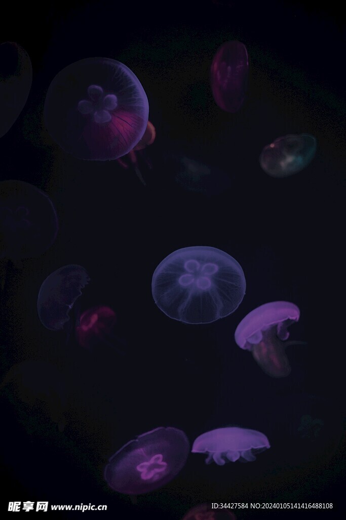 水母