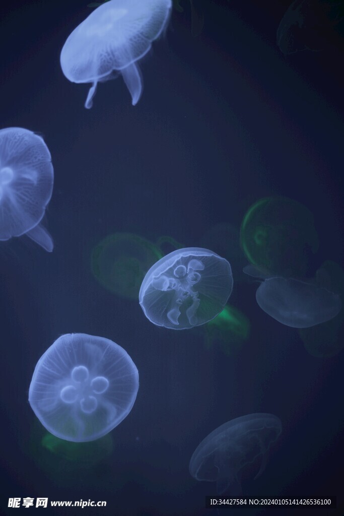 荧光水母