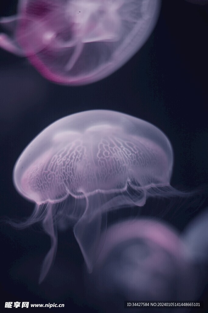 水母