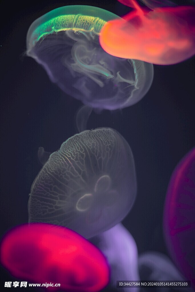 荧光水母