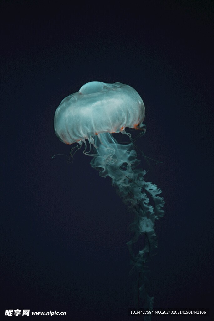 水母