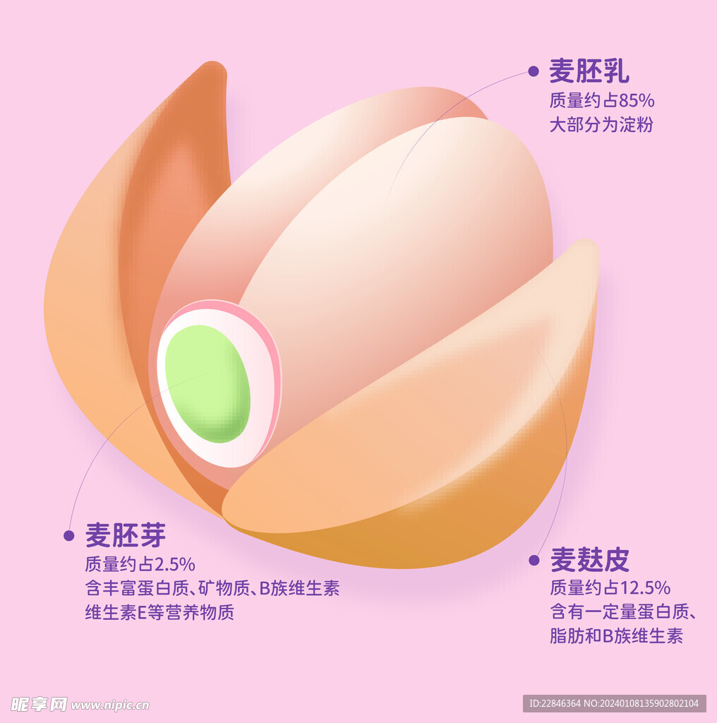 小麦结构图