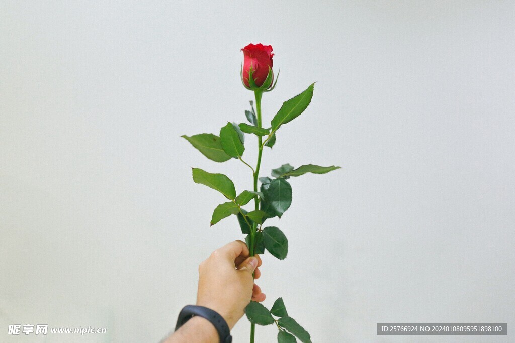 手拿玫瑰图片