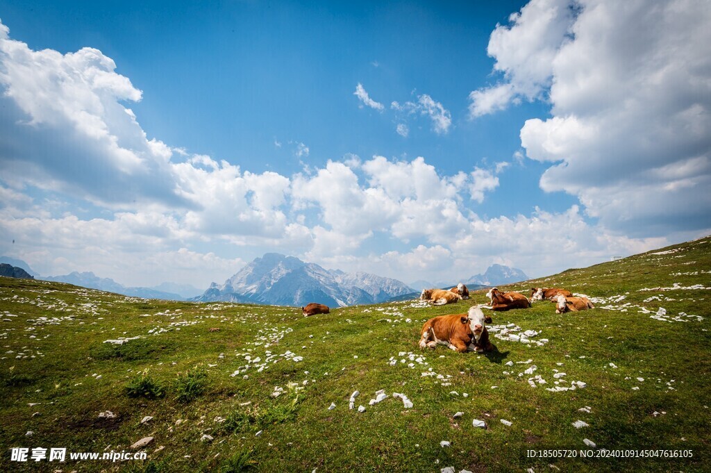 蓝天白云绿草地背景