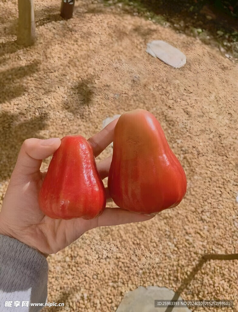 莲雾