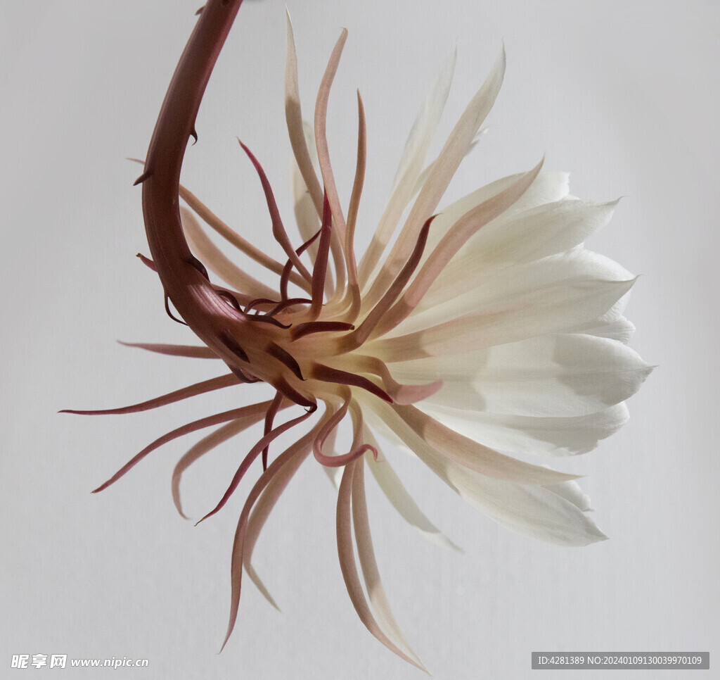 仙人掌花