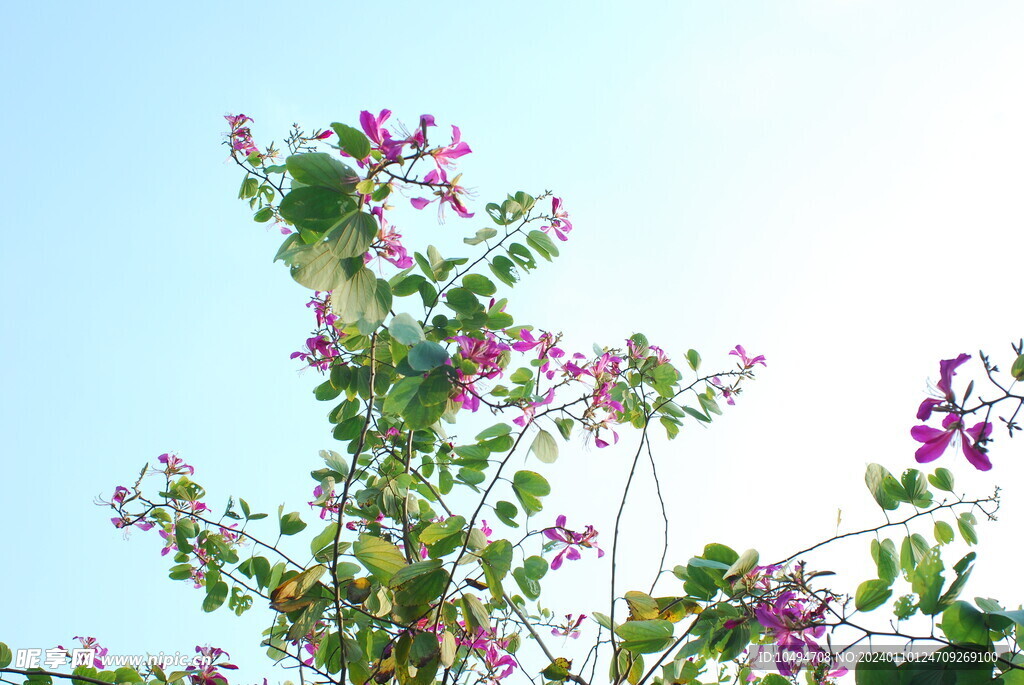 紫荆花