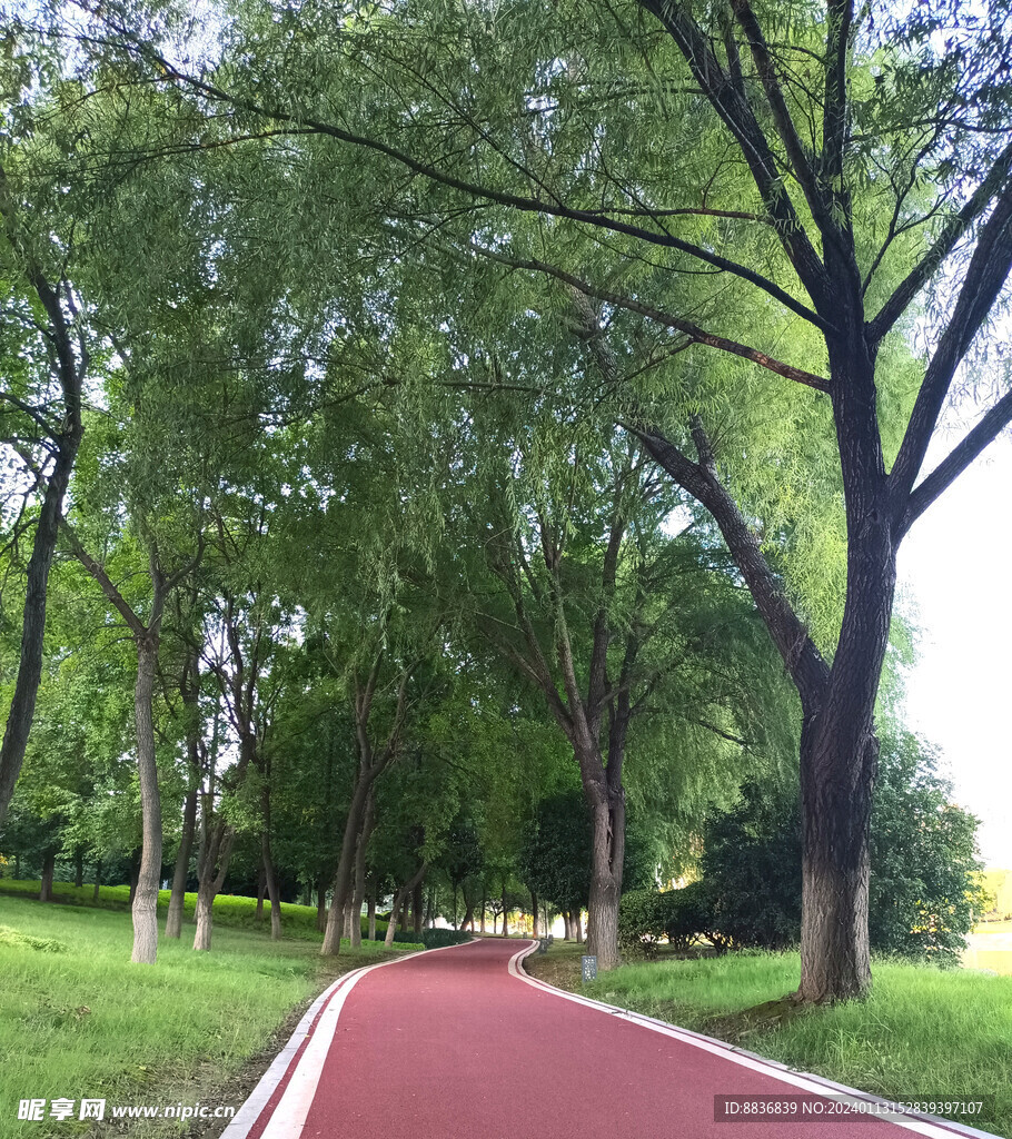 树林  