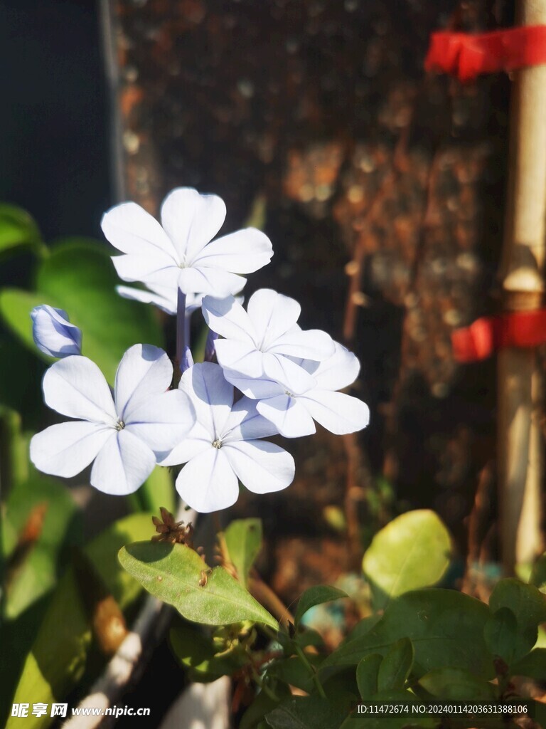 蓝雪花