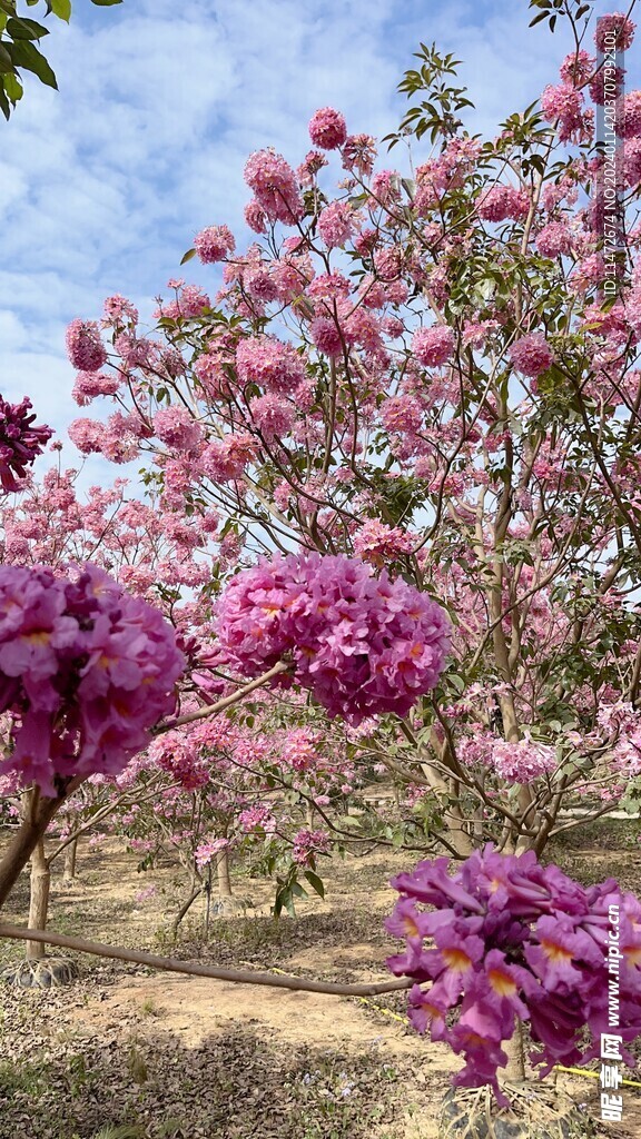 紫花风铃木