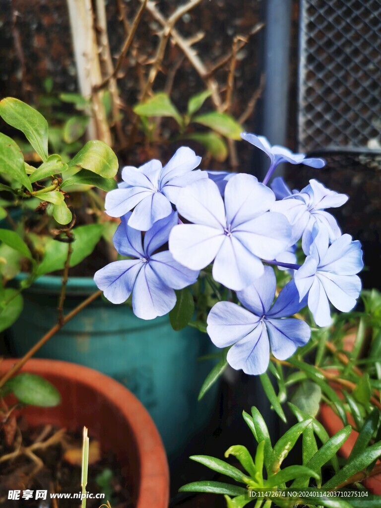 蓝雪花