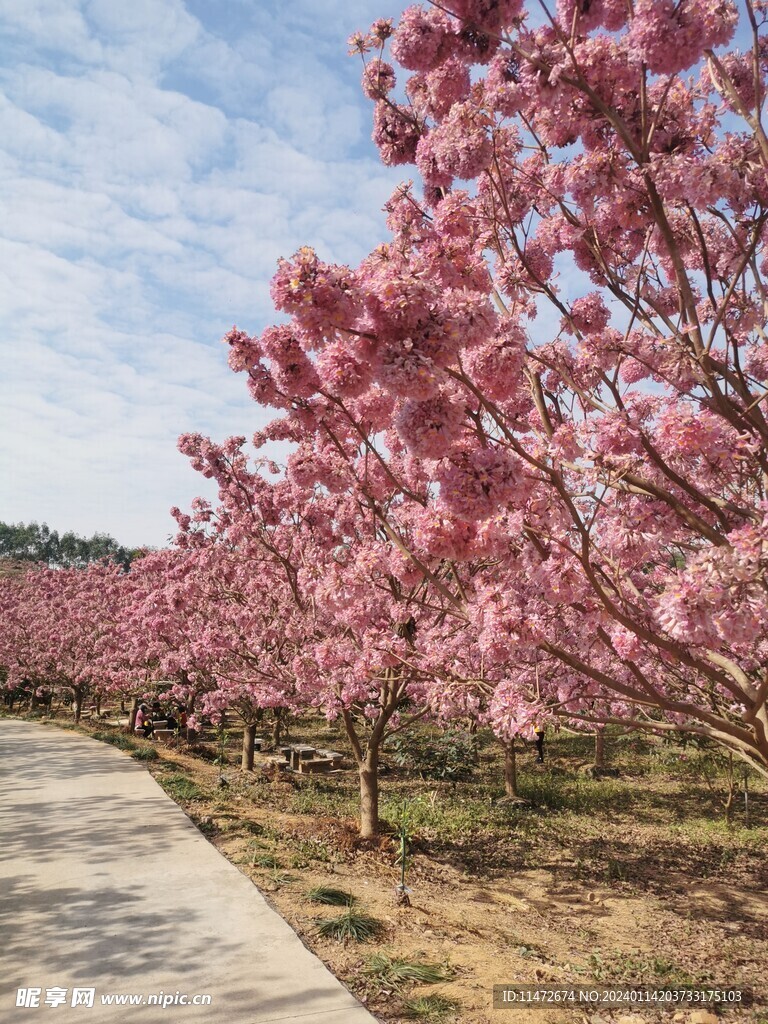 紫花风铃木 
