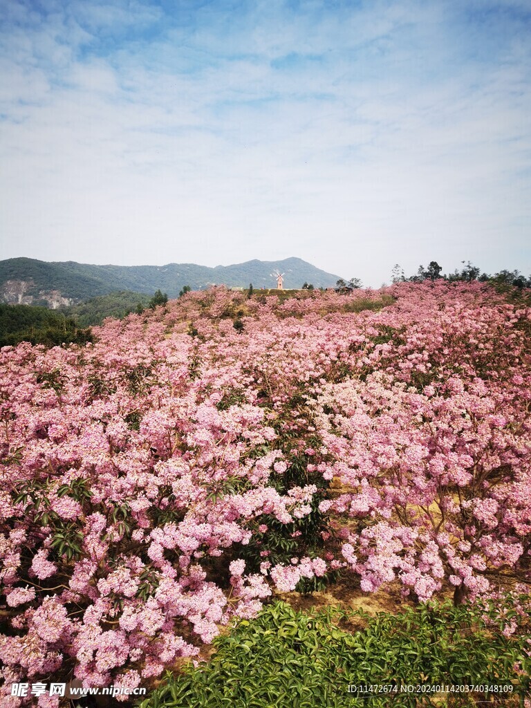 紫花风铃木