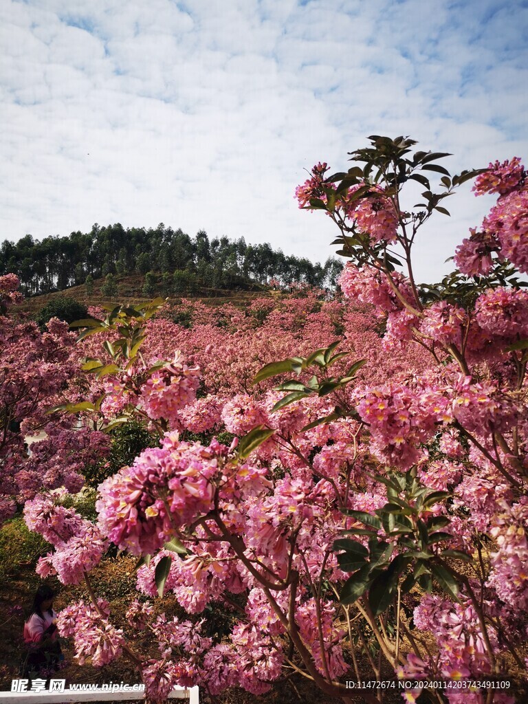 紫花风铃木