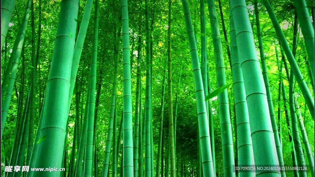 森林自然美景     
