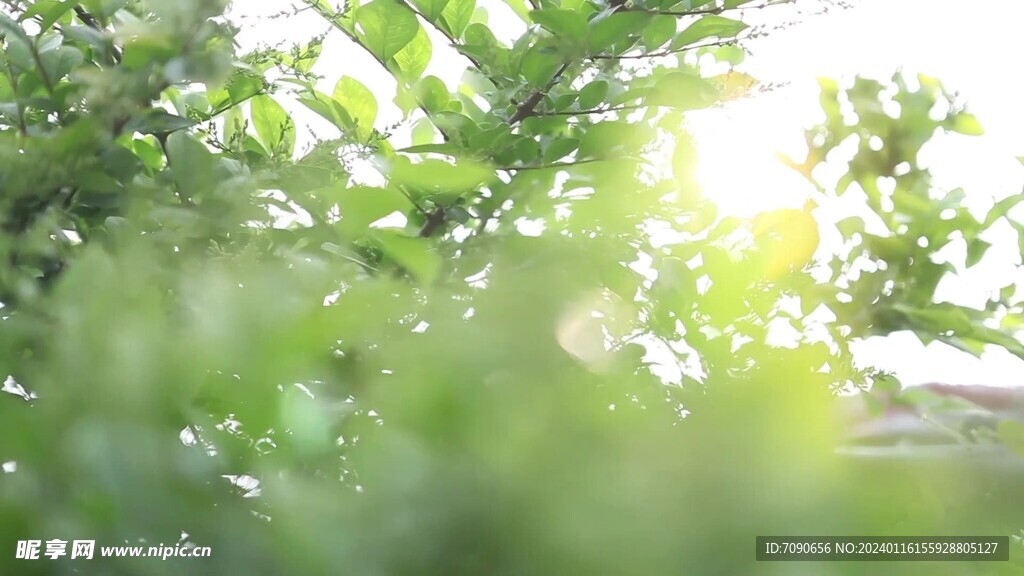 清新阳光草丛