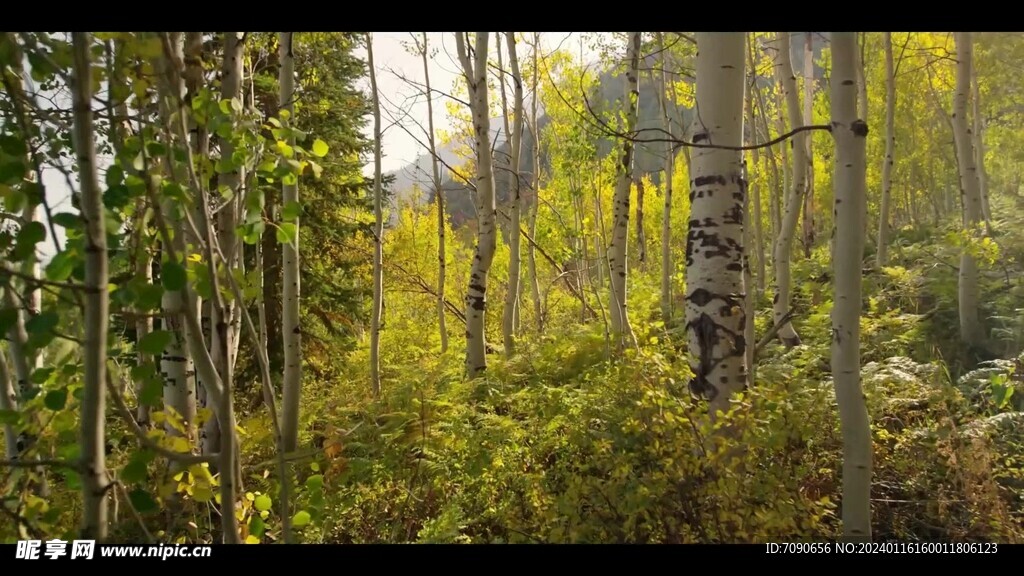 自然森林美景