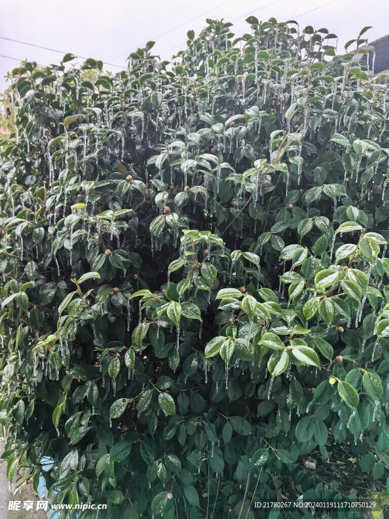 结冰的桂花树