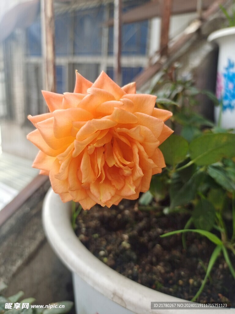 黄花 葬花